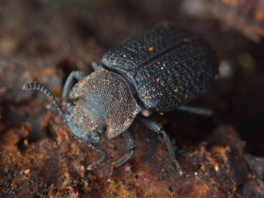 Bolitophagus reticulatus (Linnaeus, 1767)